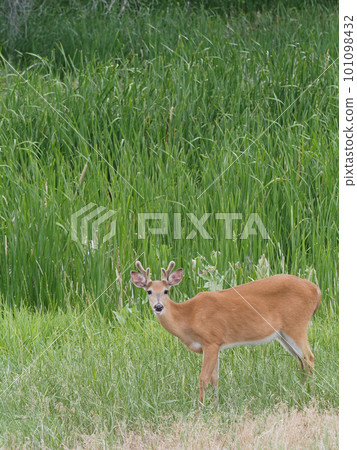 A beautiful male white-tailed deer standing in front of a cattail field A beautiful male white-tailed deer standing in front of a cattail field 101098432