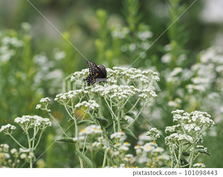 A musk swallowtail butterfly perched on a white flower A musk swallowtail butterfly perched on a white flower 101098443