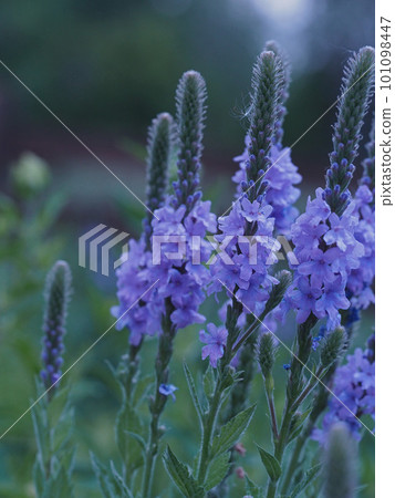 pretty purple flowers 101098447