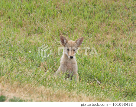 郊狼幼崽靜靜地坐在草地上 101098458