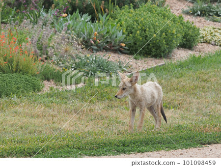 A baby coyote walking fearfully in front of a flowerbed A baby coyote walking fearfully in front of a flowerbed 101098459