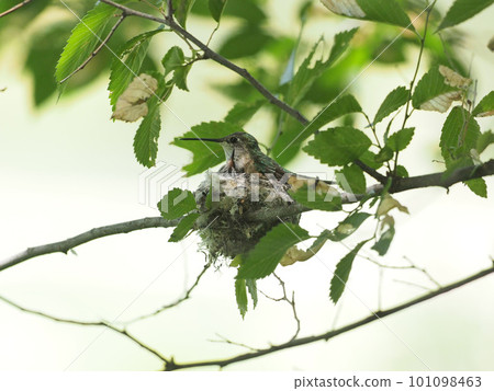 Hummingbird mother protecting her chicks on the nest with the chicks' beaks peeking out Hummingbird mother protecting her chicks on the nest with the chicks' beaks peeking out 101098463