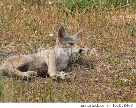 郊狼幼崽躺在草地上，裝作昏昏欲睡 101098468