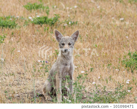 一隻孩子的土狼坐在草地上，用電子眼看著周圍的環境 101098471