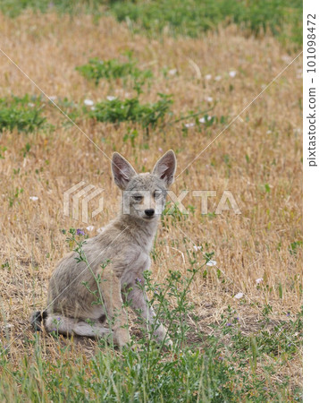 一隻小土狼坐在草地上，茫然地盯著 101098472