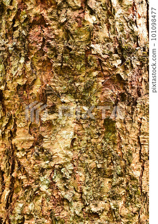 close up of tree bark texture close up of tree bark texture 101098477