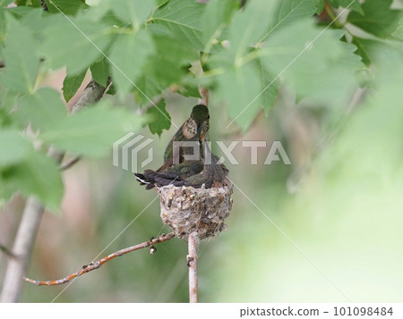 蜂鳥親鳥餵養兩隻雛鳥 蜂鳥親鳥餵養兩隻雛鳥 101098484
