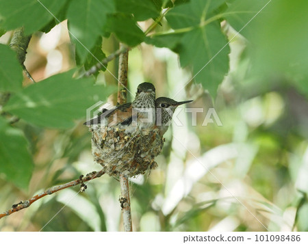 似乎從巢突出的兩隻幼年蜂鳥 似乎從巢突出的兩隻幼年蜂鳥 101098486