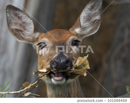 Close-up of female deer gnawing on dead leaves with branches Close-up of female deer gnawing on dead leaves with branches 101098489