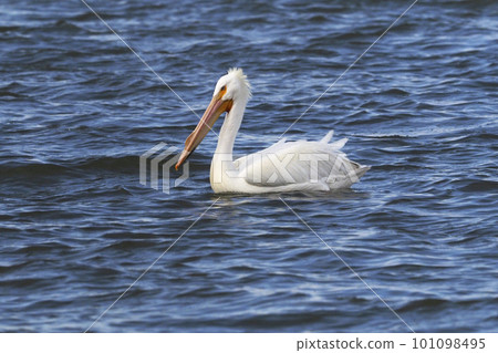 A white pelican swimming in a lake 101098495
