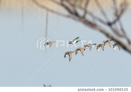 野鴨的大規模飛行 101098520