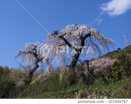 Weeping cherry blossoms at Jizozen-in Temple in Kyoto 101098767