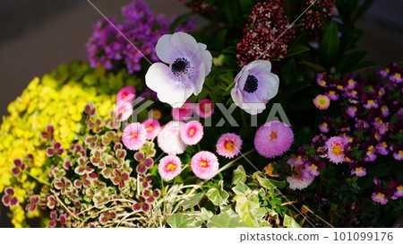 五顏六色的花朵在春天的花圃中綻放 101099176