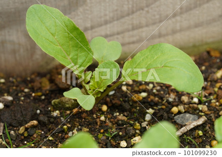 Germination of arugula 101099230