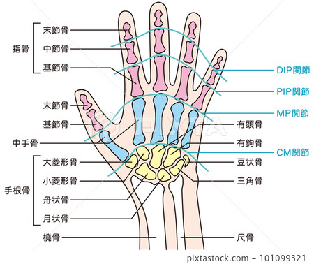 Hand skeleton medical injury joint human body model 101099321