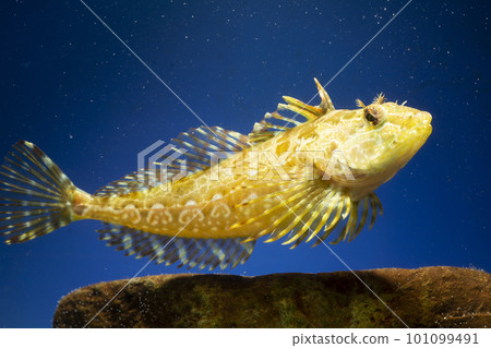 Anahaze Aya Anahaze Kajika Haze Sunrise Anahaze Aya Anahaze Kajika Haze Sunrise 101099491