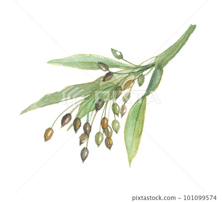 用水彩畫的鳩麥 用水彩畫的鳩麥 101099574