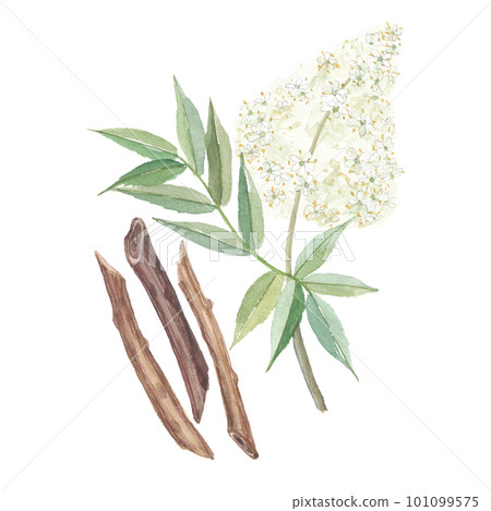 水彩畫的接骨樹的花和莖 101099575