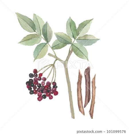 Boned tree, fruit and stem drawn by watercolor Boned tree, fruit and stem drawn by watercolor 101099576