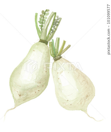 2 island radish painted in watercolor 101099577