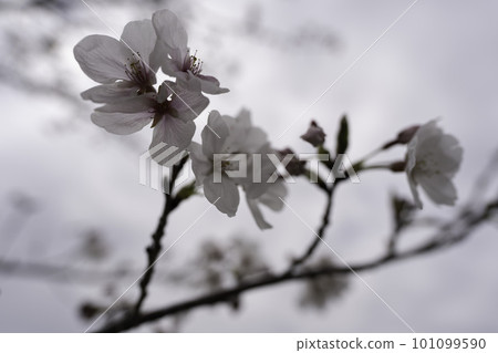 Cherry blossom 101099590