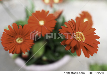 Red Gerbera 101099591