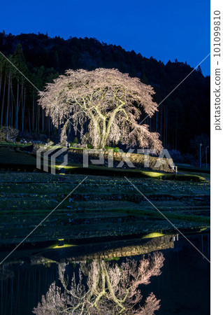 Mitono Weeping Cherry Location: Shirakawa Town, Gifu Prefecture Mitono Weeping Cherry Location: Shirakawa Town, Gifu Prefecture 101099810