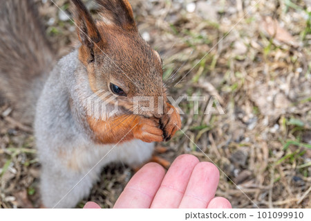 A squirrel in the spring or autumn eats nuts from a human hand. Eurasian red squirrel, Sciurus vulgaris A squirrel in the spring or autumn eats nuts from a human hand. Eurasian red squirrel, Sciurus vulgaris 101099910