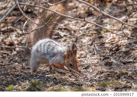 Squirrel in autumn or spring hides nuts on the green grass with fallen yellow leaves Squirrel in autumn or spring hides nuts on the green grass with fallen yellow leaves 101099917