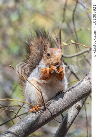 The squirrel with nut sits on a branches in the spring or summer. 101099921