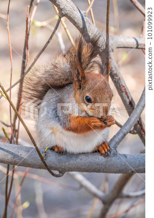 The squirrel with nut sits on a branches in the spring or summer. 101099923