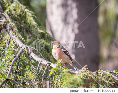 Common chaffinch, Fringilla coelebs, sits on a branch in spring on green background. Common chaffinch in wildlife. 101099943