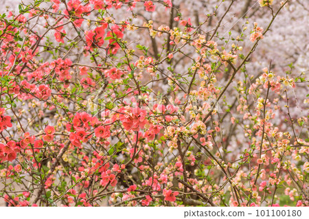 Early spring flower Bokeh flower 101100180