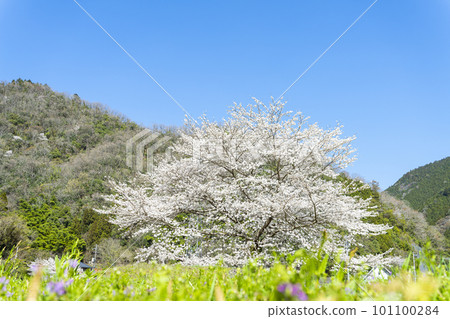 櫻花在藍天盛開的風景照片 櫻花在藍天盛開的風景照片 101100284