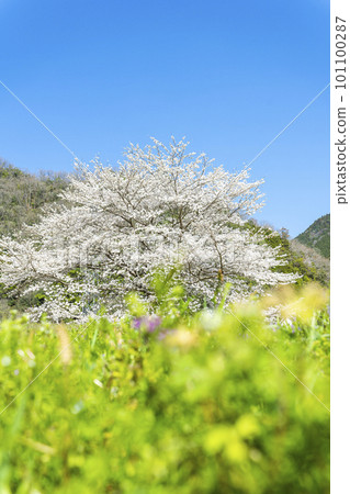 櫻花在藍天盛開的風景照片 櫻花在藍天盛開的風景照片 101100287