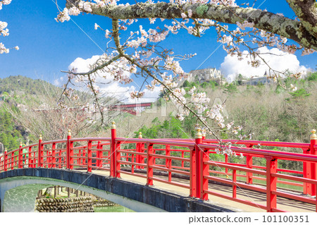 [Gifu Prefecture] Enakyo Red Bridge and Cherry Blossoms in Full Bloom 101100351