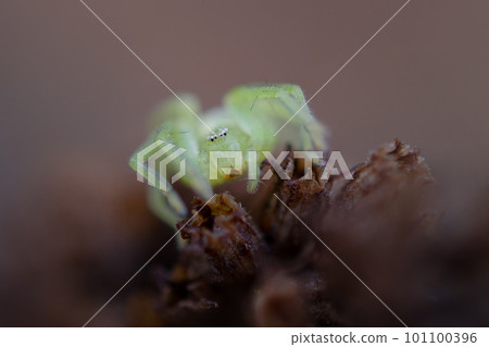 green spider green spider 101100396