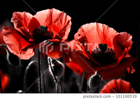 Red poppies as a symbol of memory for the fallen in the war. VE-Day, World War remembrance day. Generative AI illustration 101100519