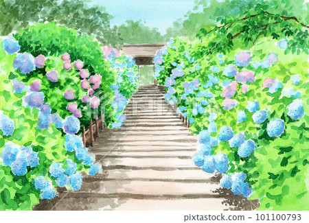 Analog watercolor hydrangea temple in full bloom 101100793