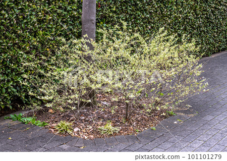 Yokohama cityscape in Japan Pet walking etiquette... ("It's the owner's responsibility to dispose of the dog's poop and pee") = Yokohama city Yokohama cityscape in Japan Pet walking etiquette... ("It's the owner's responsibility to dispose of the dog's poop and pee") = Yokohama city 101101279