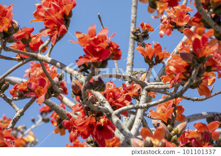 木棉花，花卉，木棉花道，台灣 ，カポック, 花, カポック ロード, 台湾,Kapok, 101101337