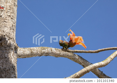 木棉花，花卉，木棉花道，台灣 ，カポック, 花, カポック ロード, 台湾,Kapok, 101101340