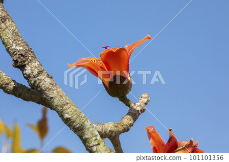 木棉花，花卉，木棉花道，台灣 ，カポック, 花, カポック ロード, 台湾,Kapok, 101101356