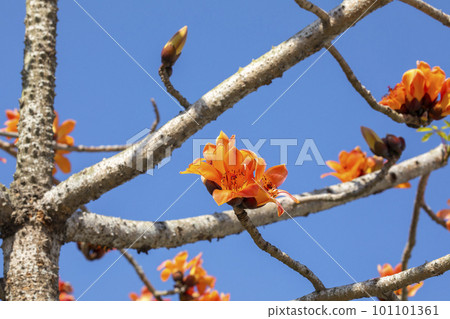 木棉花，花卉，木棉花道，台灣 ，カポック, 花, カポック ロード, 台湾,Kapok, 101101361