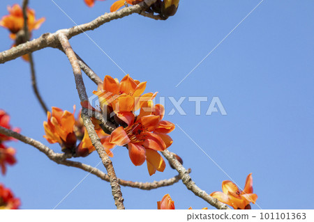Kapok, flower, Kapok road, Taiwan , カポック, flower, カポック ロード, Taiwan, Kapok, Kapok, flower, Kapok road, Taiwan , カポック, flower, カポック ロード, Taiwan, Kapok, 101101363