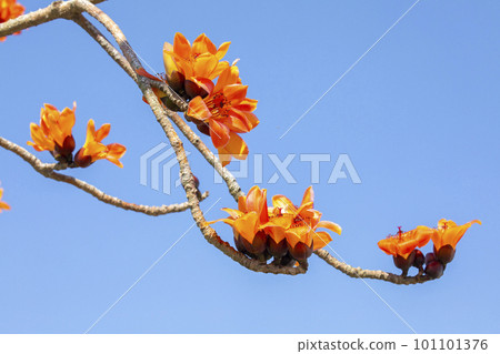 木棉花,花卉,木棉花道,台灣 ,カポック, 花, カポック ロード, 台湾,Kapok, 木棉花,花卉,木棉花道,台灣 ,カポック, 花, カポック ロード, 台湾,Kapok, 101101376