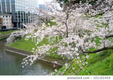 被盛開的櫻花治愈（Ushigafuchi） 101101459