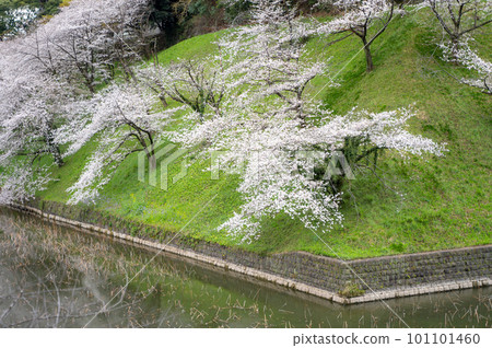 被盛開的櫻花治愈（Ushigafuchi） 101101460