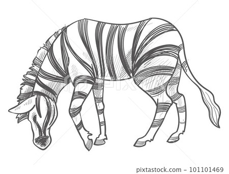 Zebra eating grass, herbivore animal monochrome 101101469