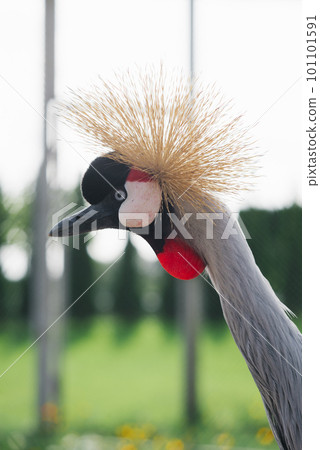 Portrait of a beautiful Crowned crane in the zoo 101101591